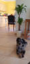 Hundebetreuung Heiligensee - Va Bene Hundeservice