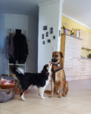Hundebetreuung Hennigsdorf - Va Bene Hundeservice