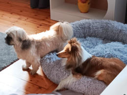 Hunde-Betreuung Frohnau-Va-Bene Hundeservice