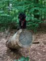 Hunde-Betreuung Hermsdorf-Va-Bene Hundeservice