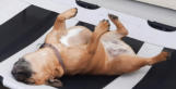 Hunde-Betreuung Hohen Neuendorf-Va-Bene Hundeservice